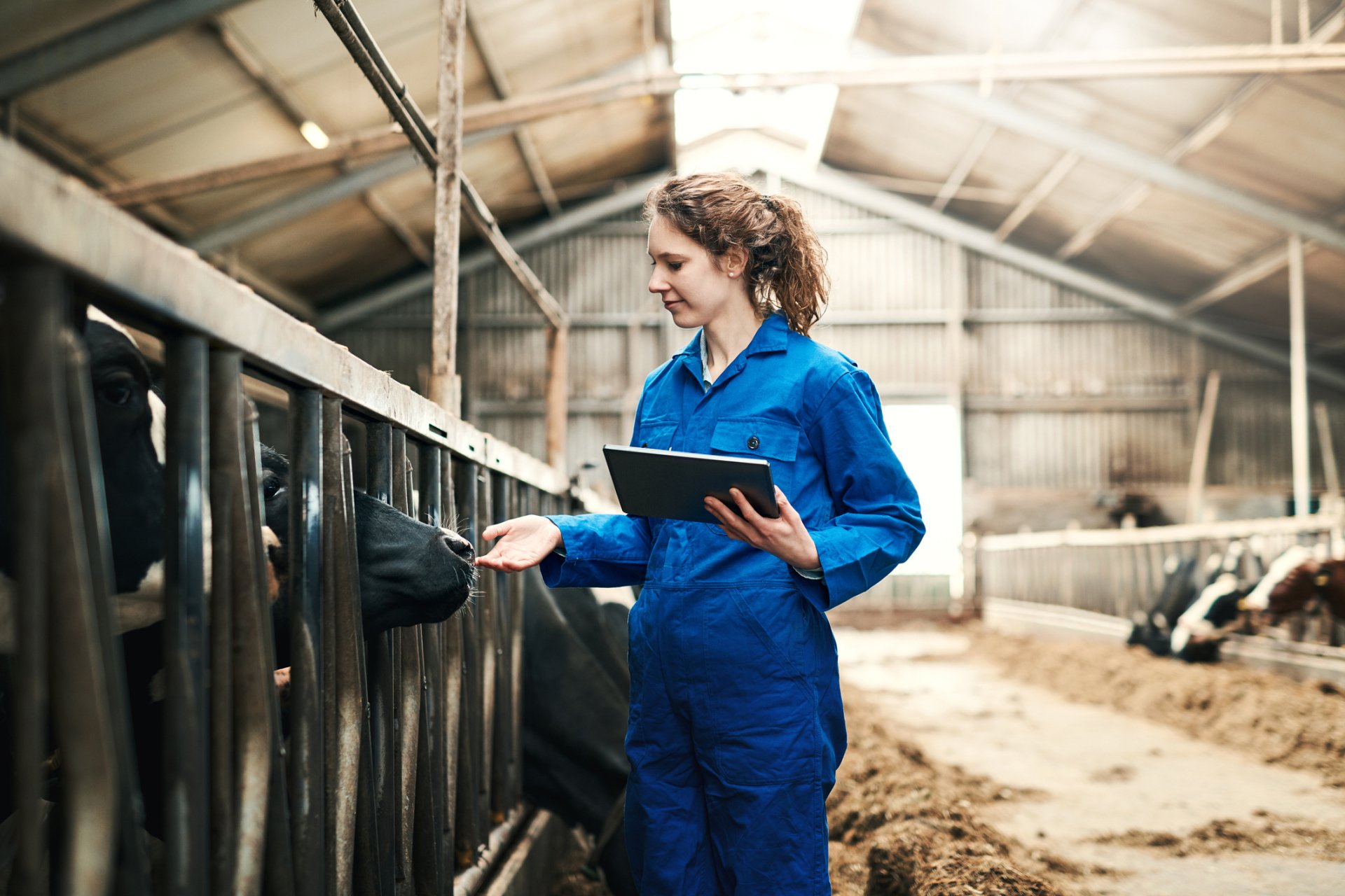 A dairy farm worker in coveralls checking on cows through a barn rail.
