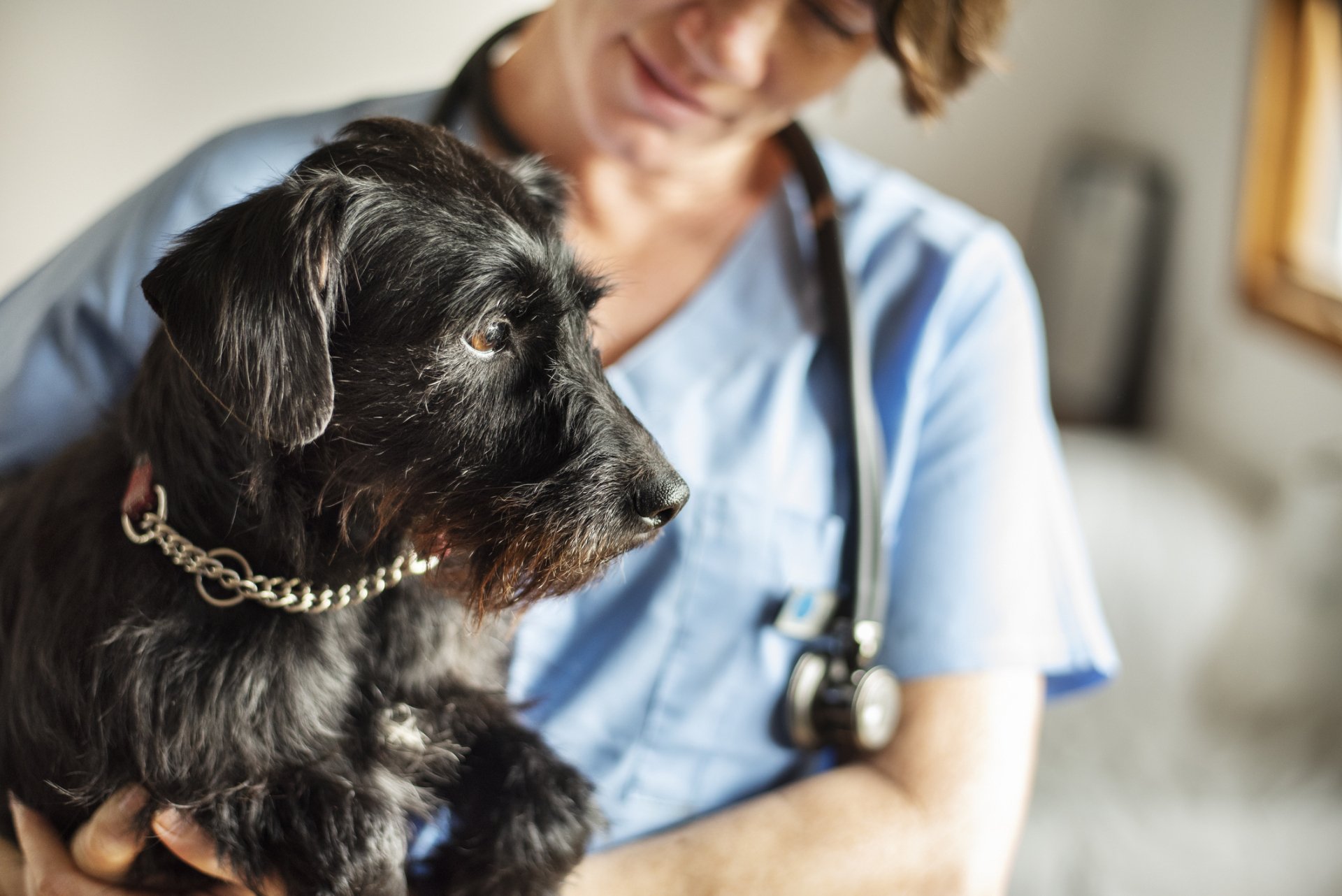 A veterinary staff member in scrubs holding a small dog during an exam.